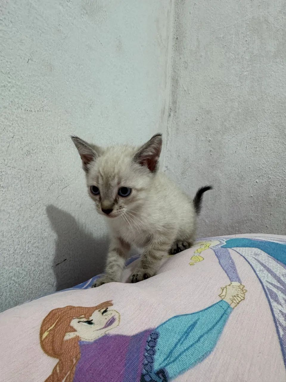 GATINHOS PARA ADOÇÃO  - Foto 4