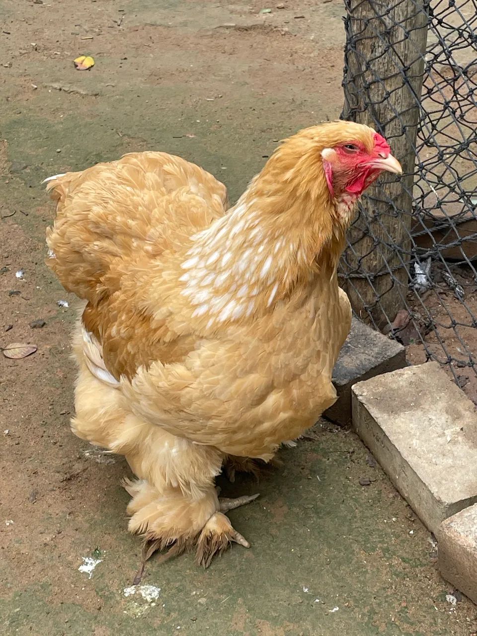 Galinha Brahma  - Foto 2