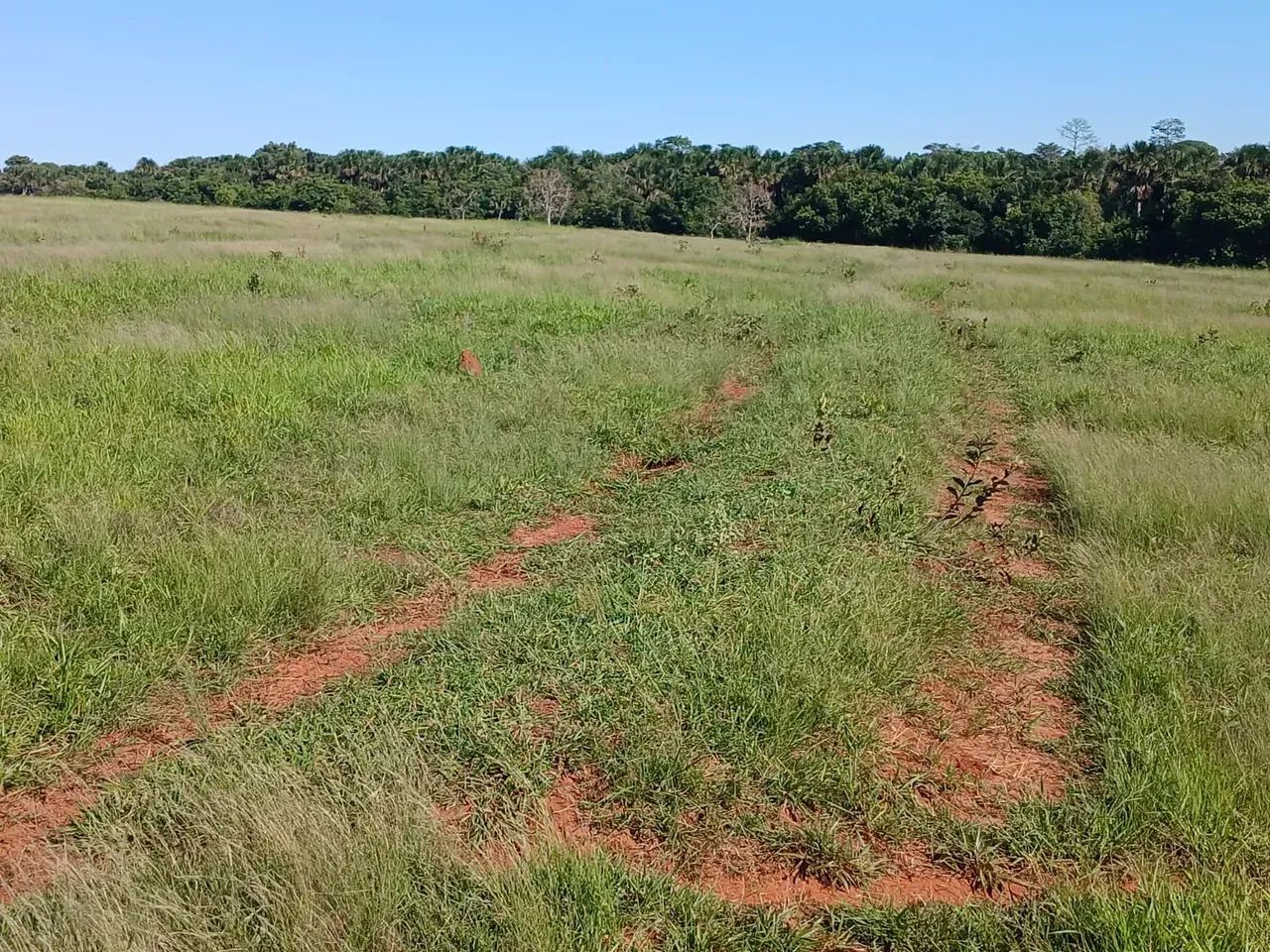 FAZENDA À VENDA  APARECIDA DO TABOADO/MS - Foto 5