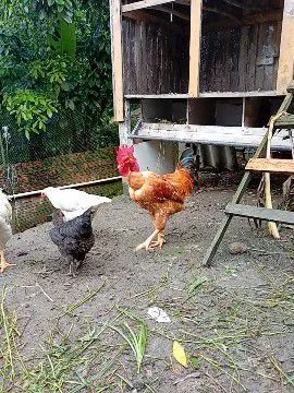 Galo - Foto 3