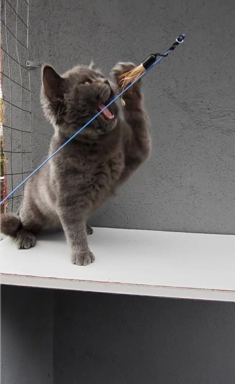British Shorthair Macho Blue SP - Foto 3