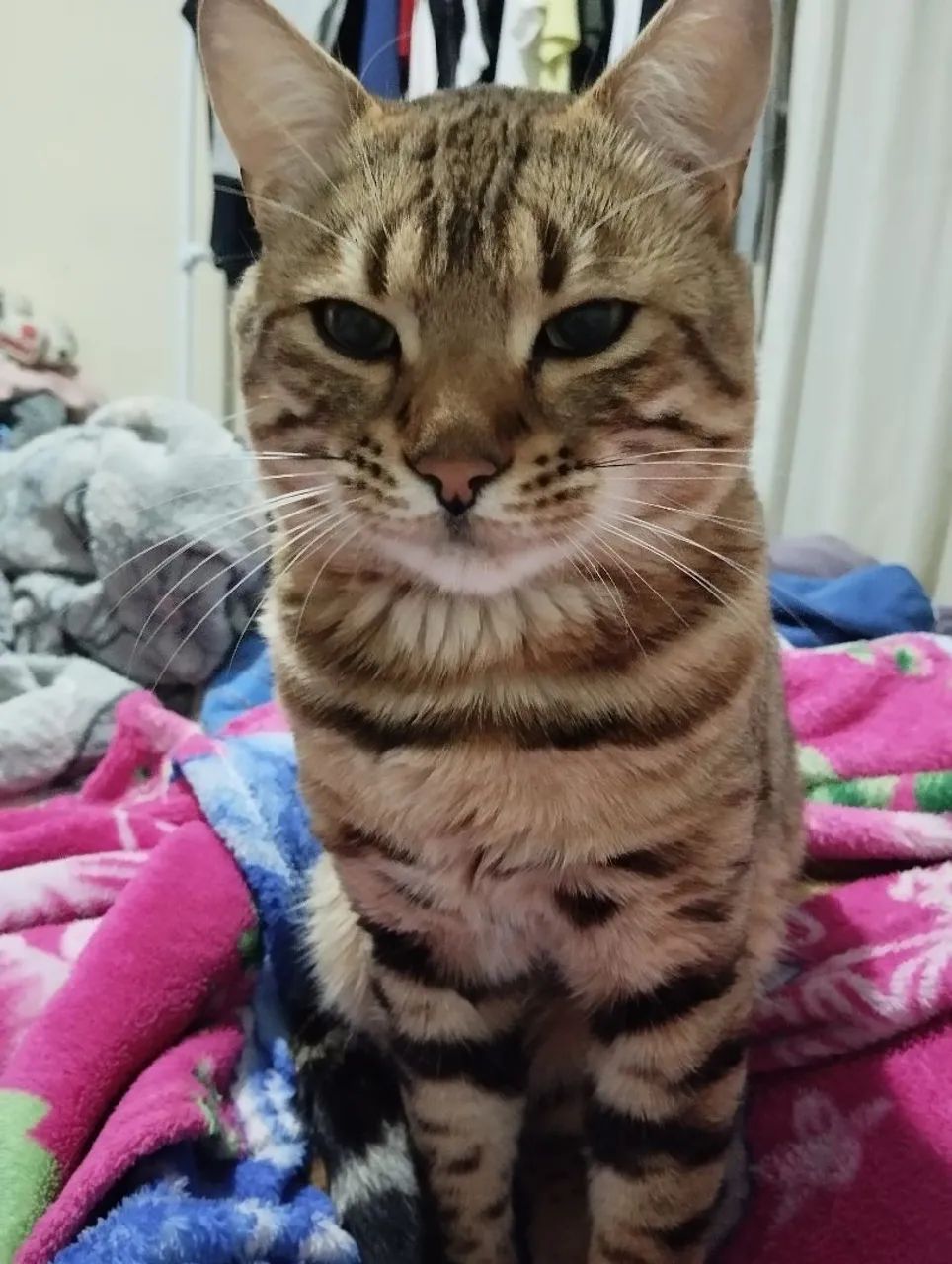 Gatos bengal ,super doceis com pedigree 