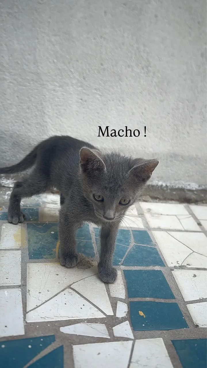 Gatos para adoção!!! 