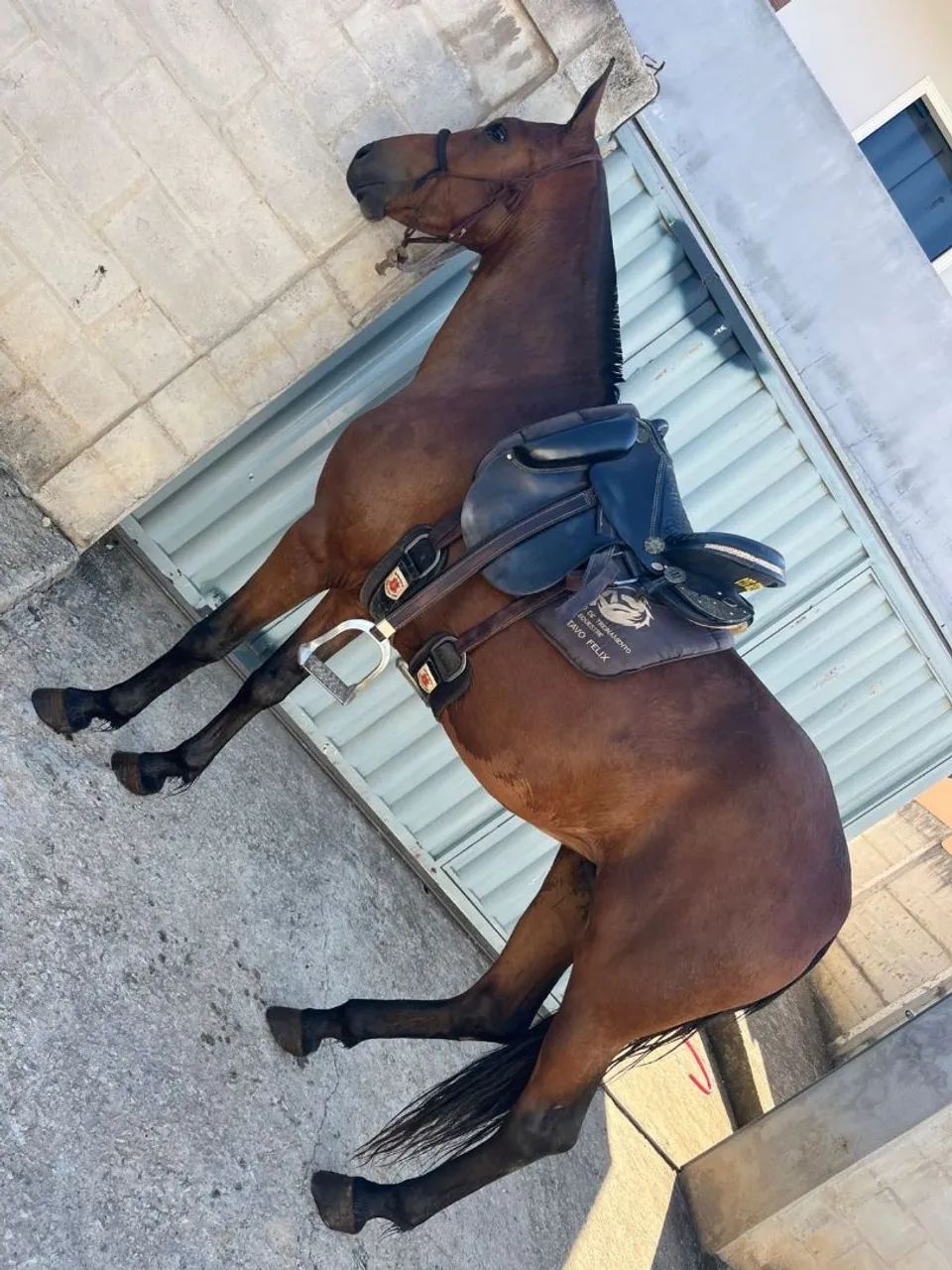 Potra registrada marcha batida , 4 anos 