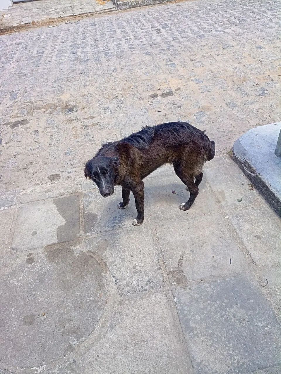 Adoção Responsável de 2 cachorros machos - Foto 4