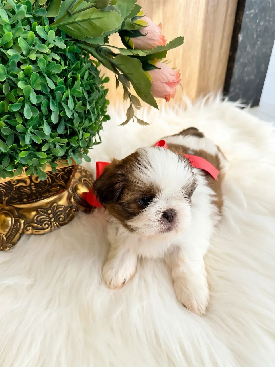 Filhotes de shihtzu 