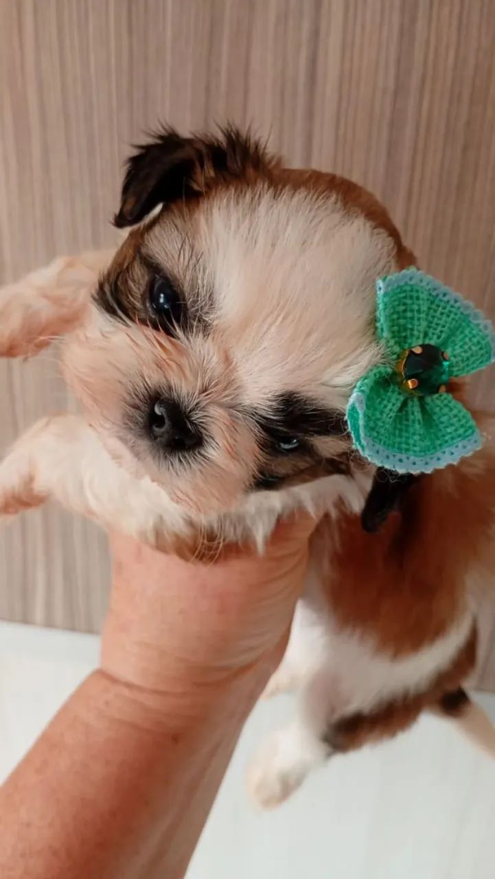 Mini shih tzu  - Foto 2