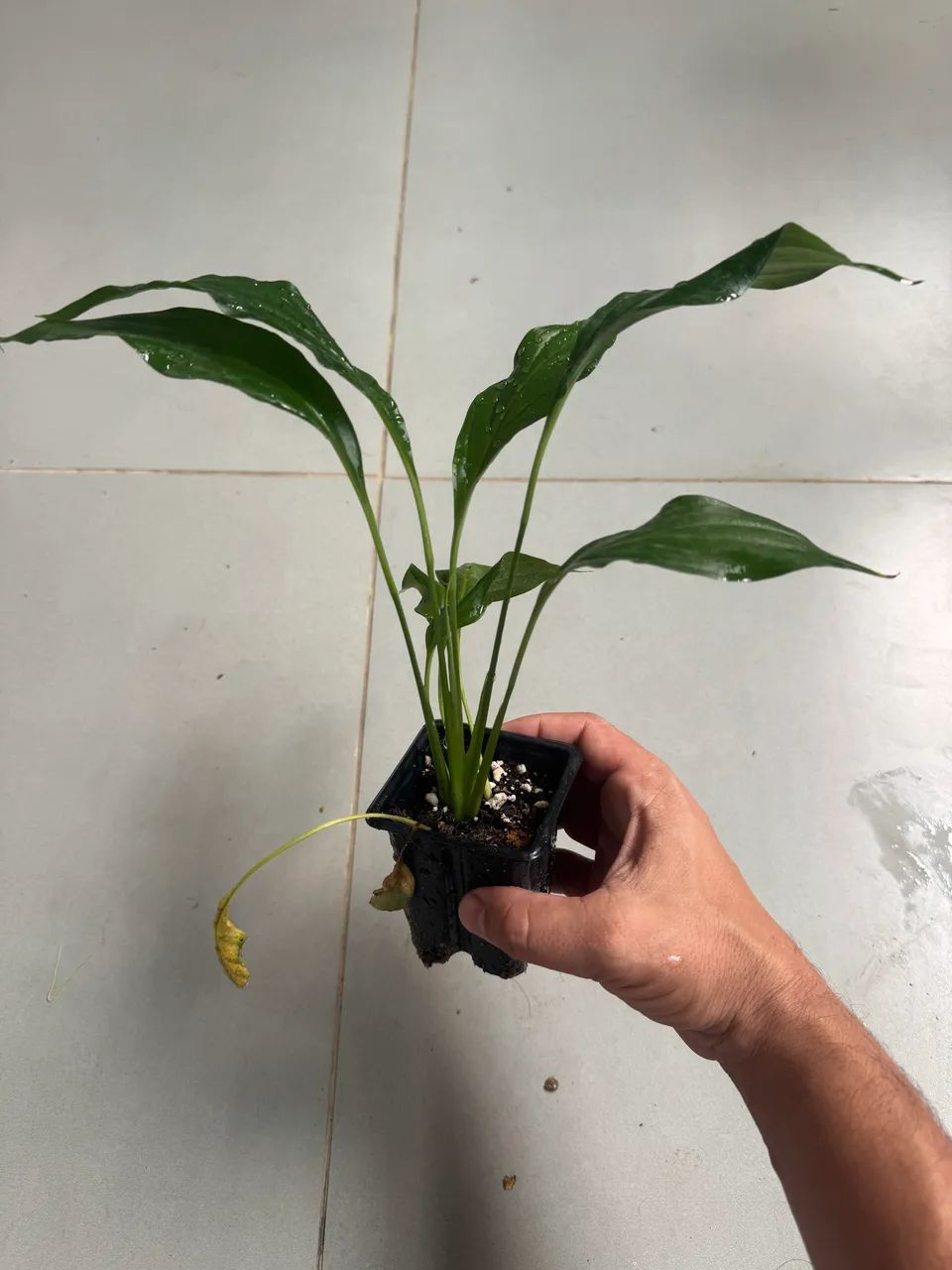 Muda de lirio da paz - Foto 4