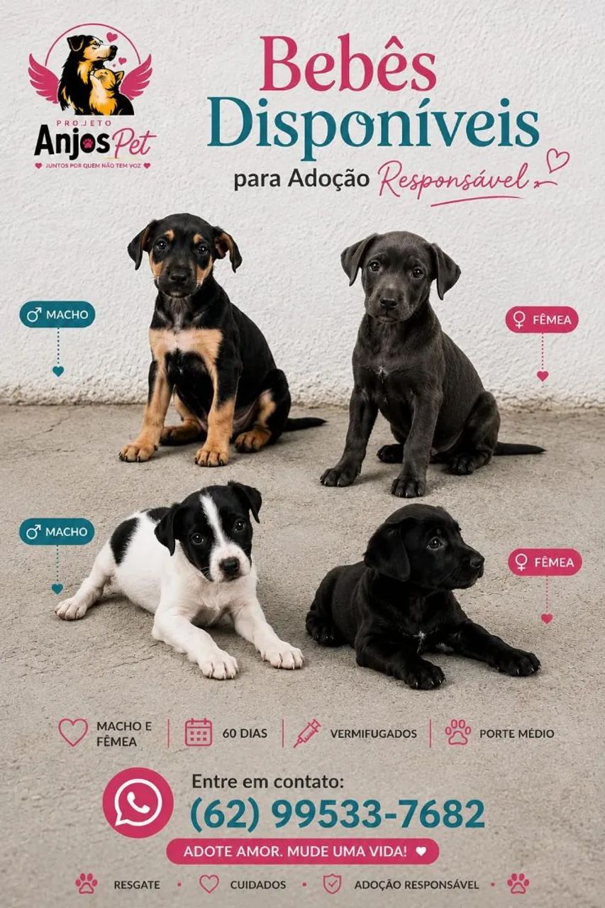 Pet's para adoção responsável  - Foto 3