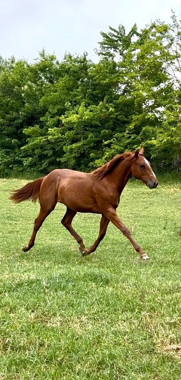Potra quarto de milha PO  - Foto 3