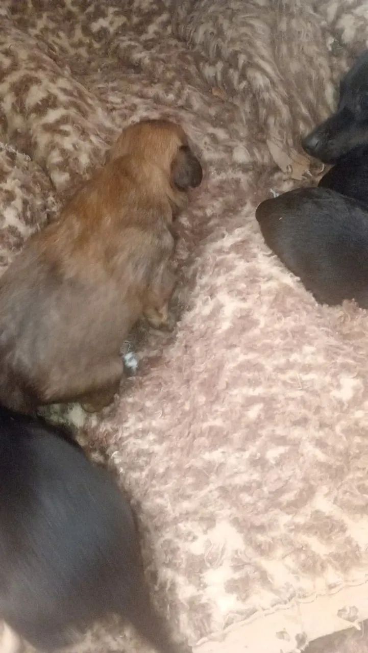 Pinther  - Foto 2