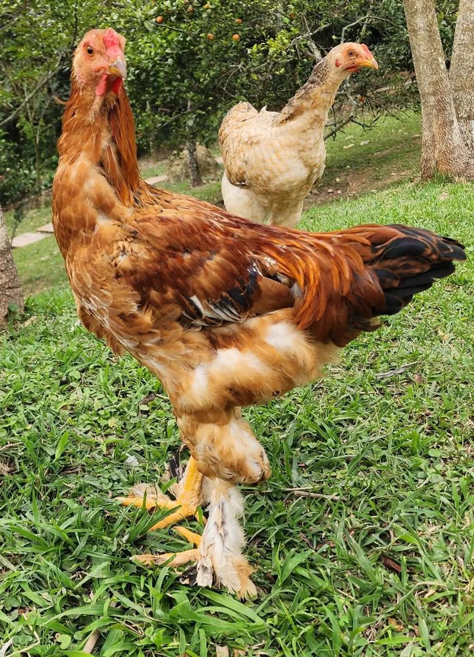 Frangos mestiço brahma - Foto 2