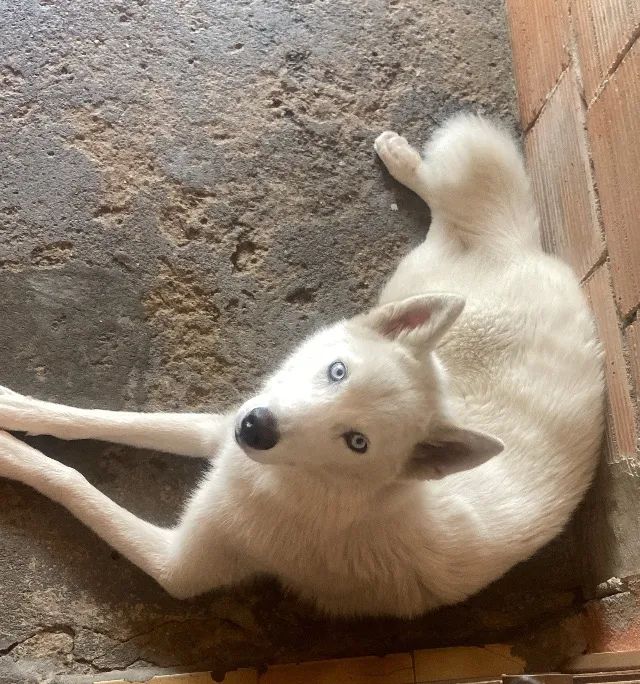 Cachorro - Foto 4