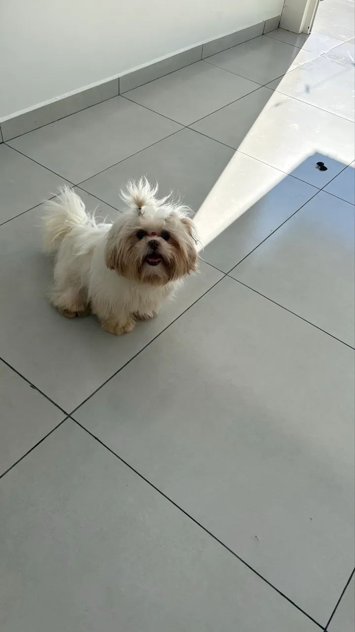 Vende-se ShihTzu 