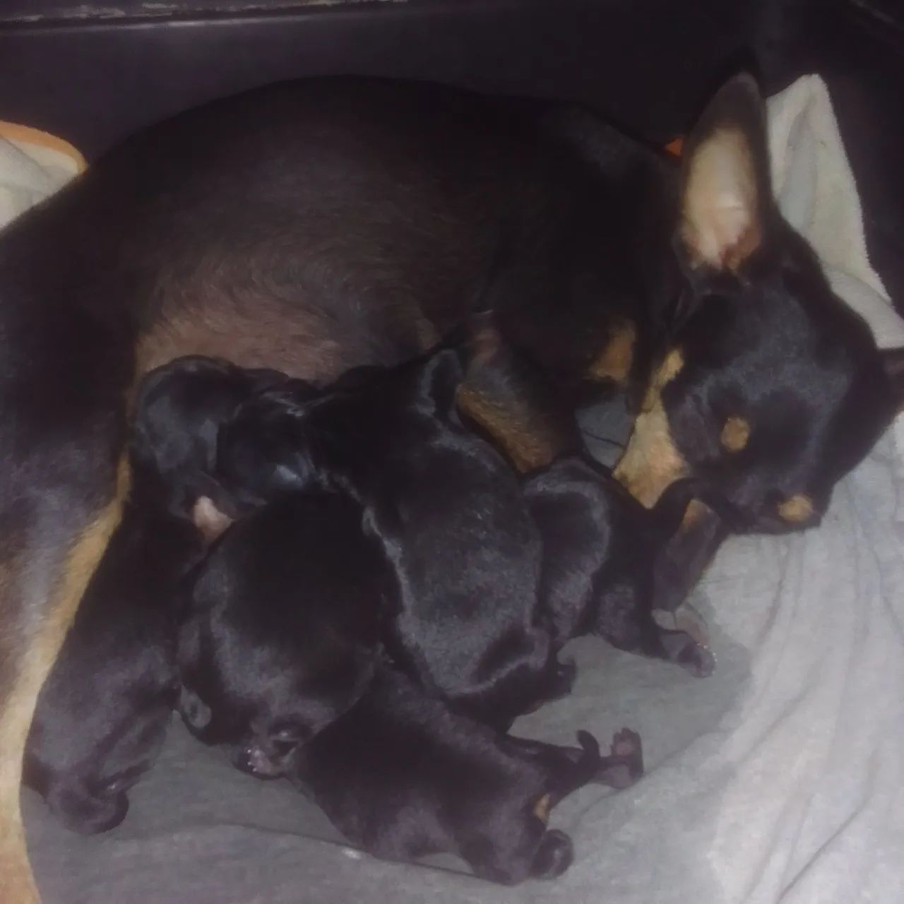 Cachorrinhos macho 01 original  - Foto 4