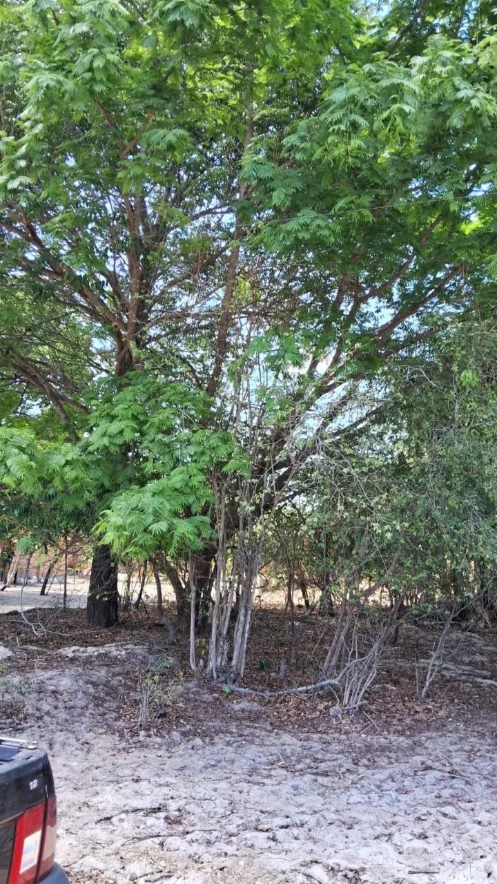 Terreno rural 10x40 metros . Valor R$1.500,00 avista ou 3 vezes no cartão  - Foto 2