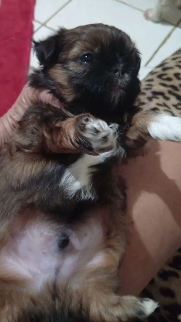 Cachorro - Foto 5
