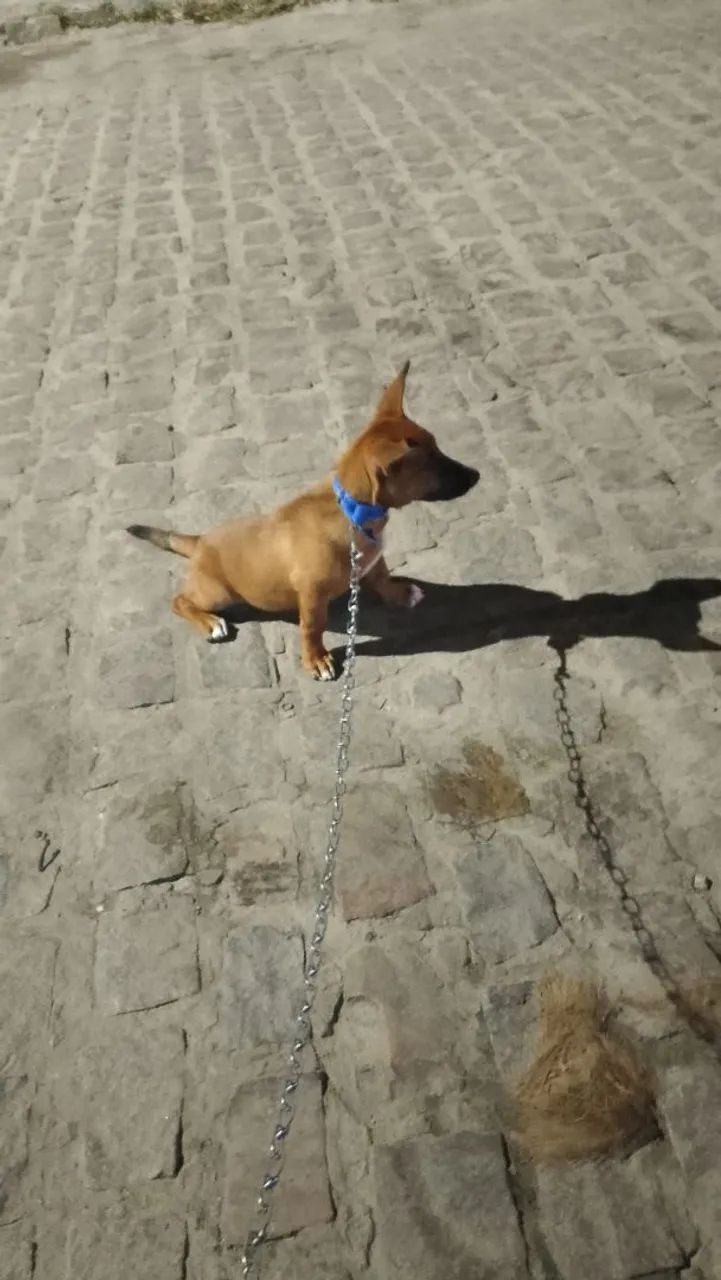 Cachorro 6 meses - Foto 2