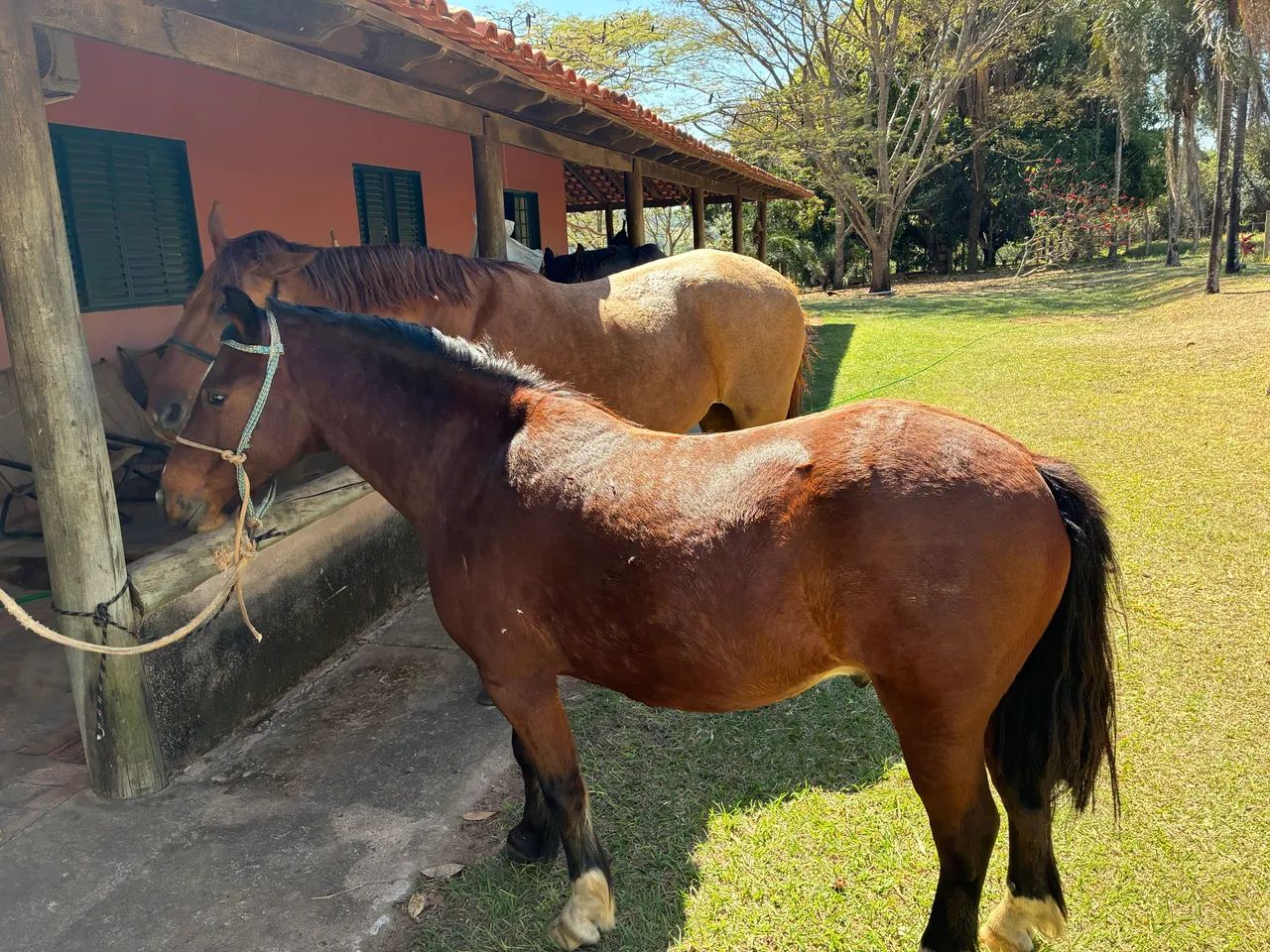 Pônei amansado  - Foto 2