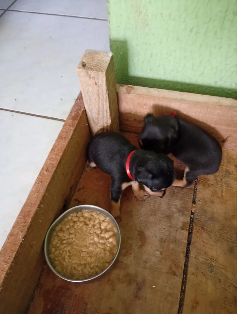 Cachorro  - Foto 4