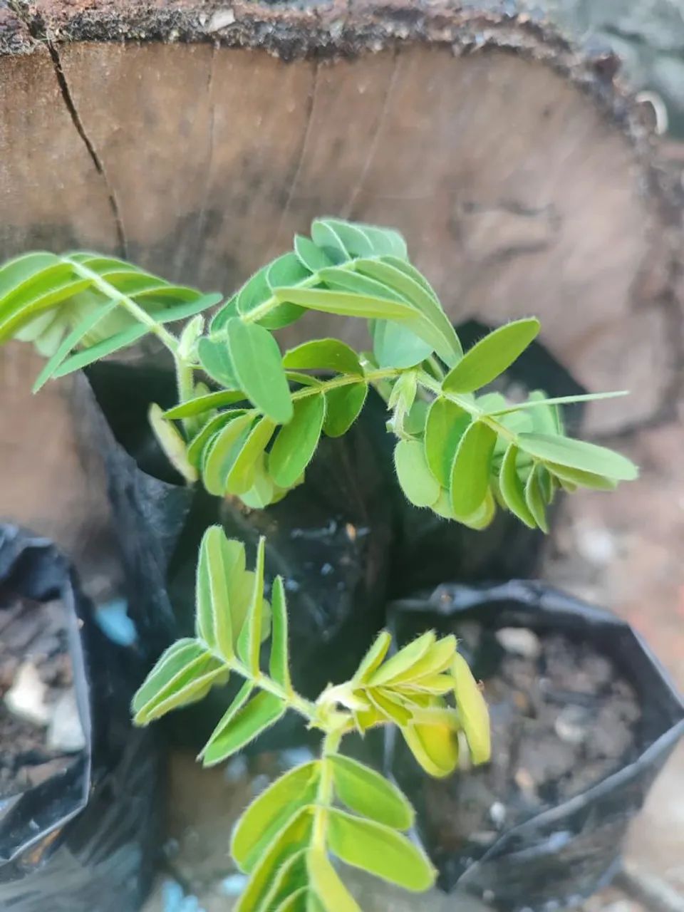 Mudas de tamarindo  - Foto 3