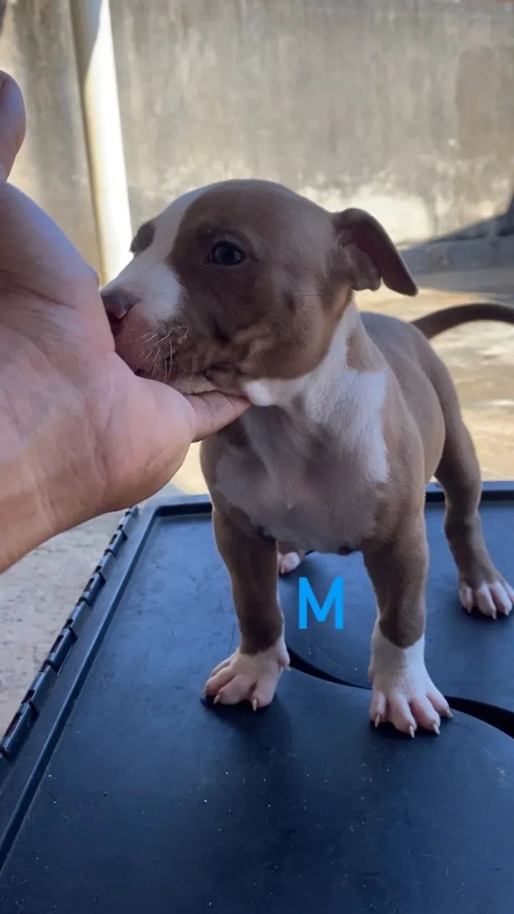 Filhotes de Pitbull 