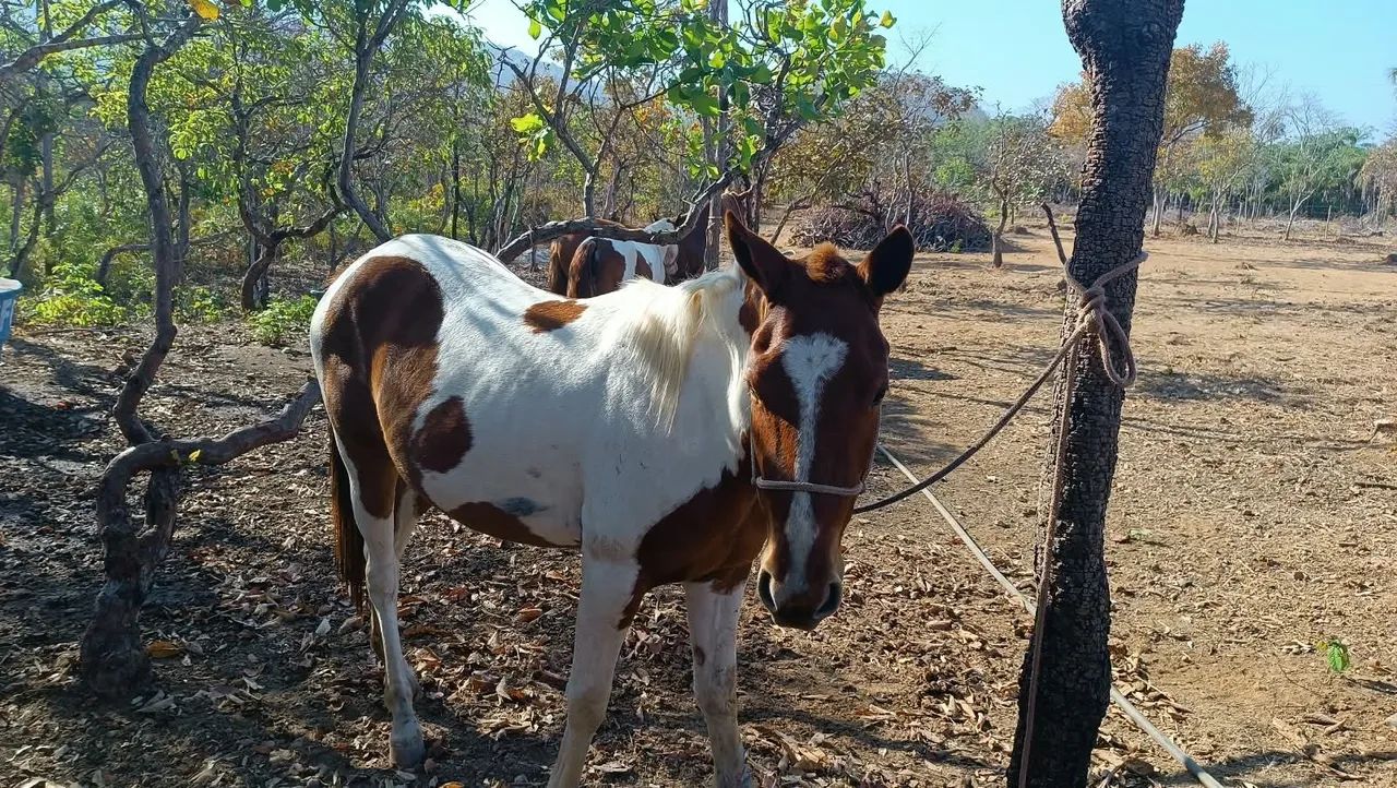 VENDE SE CAVALO DE RAÇA  - Foto 2