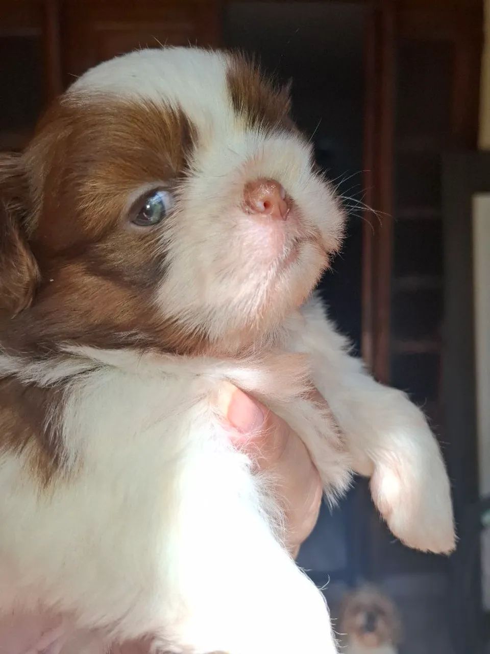 Shihtzu macho