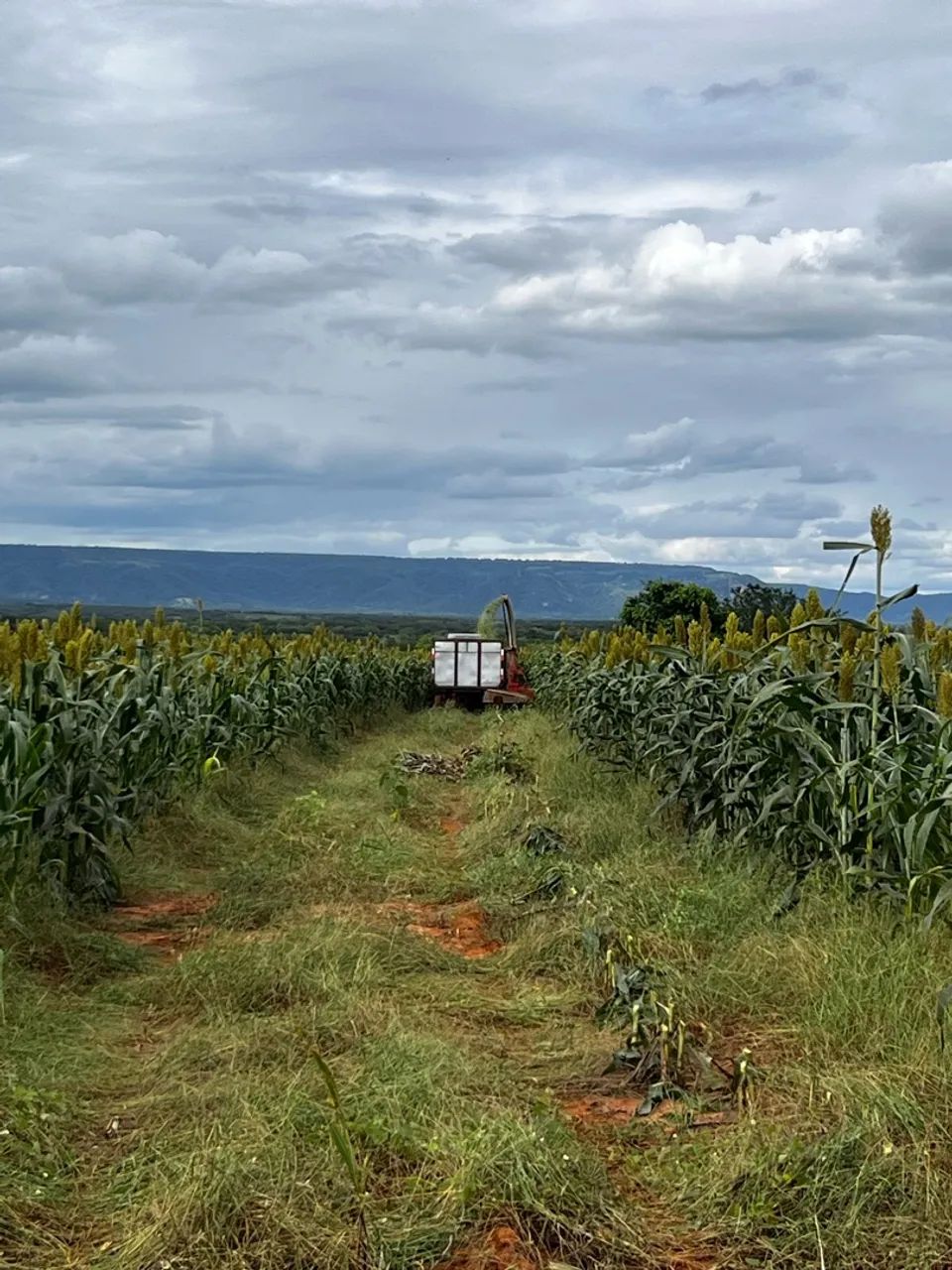 silagem de sorgo  - Foto 3