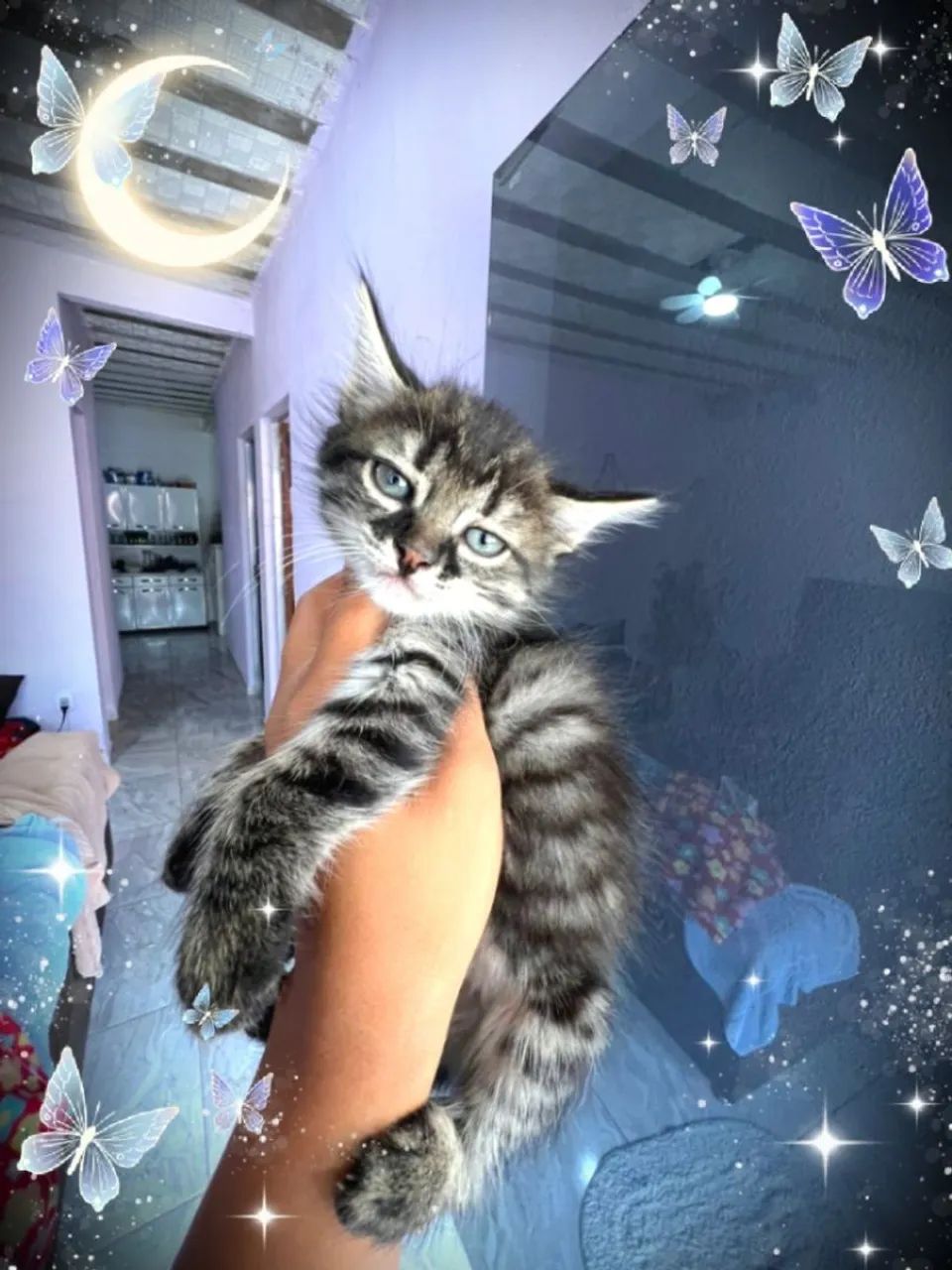 Gatinhos Maine coon - Foto 6