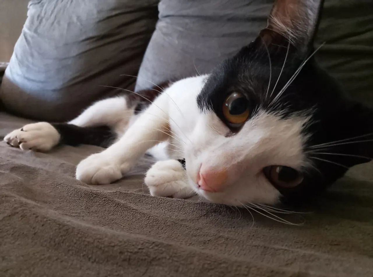 Gatinho para adoção 