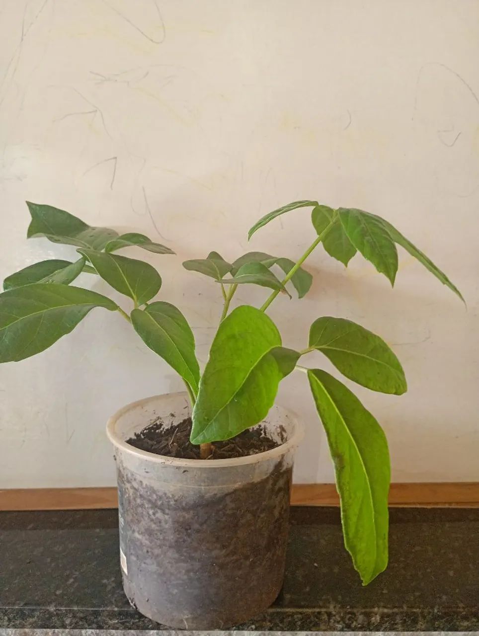Cheflera muda  - Foto 3