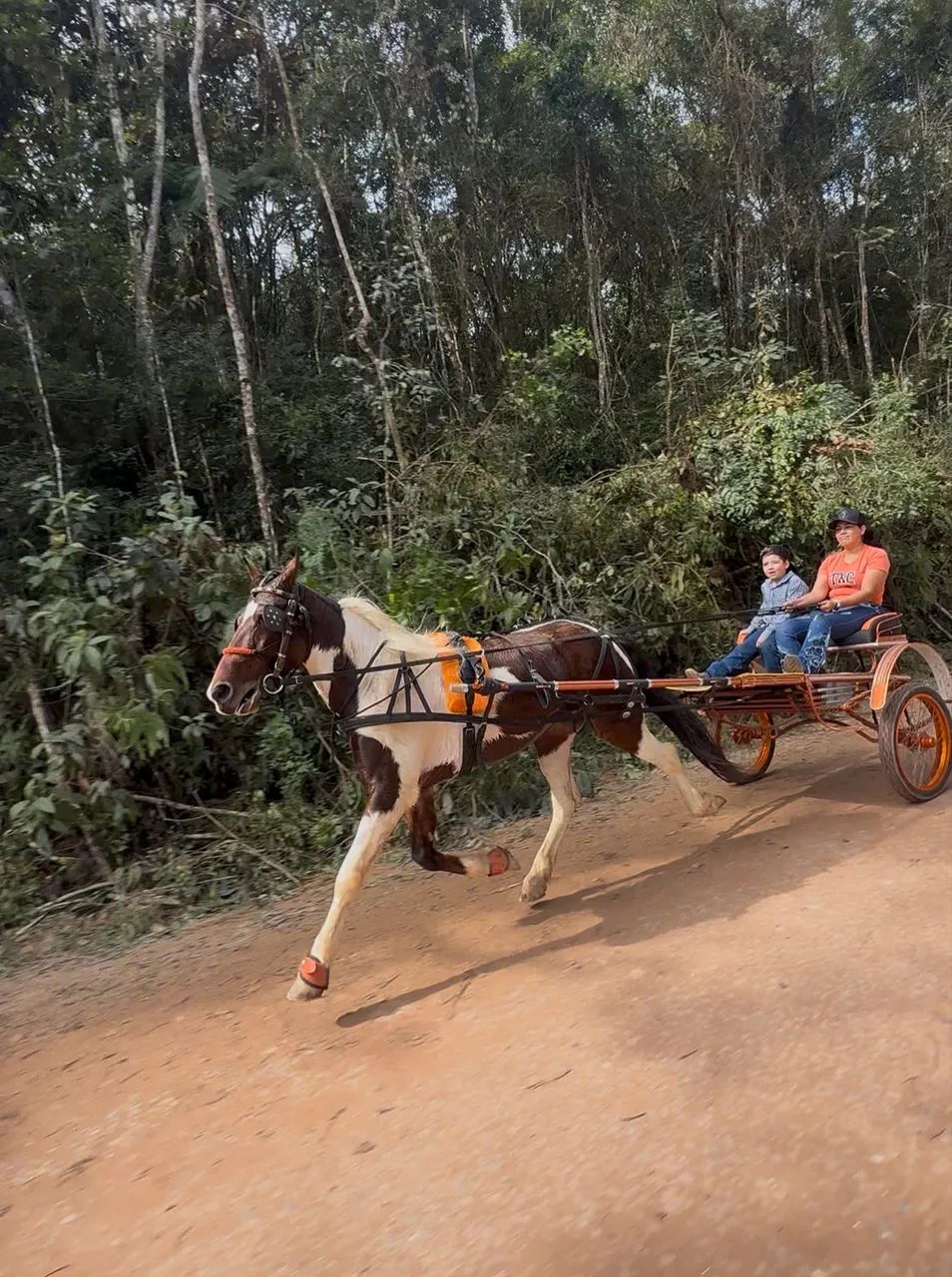 Cavalo mestiço e charrete  - Foto 4