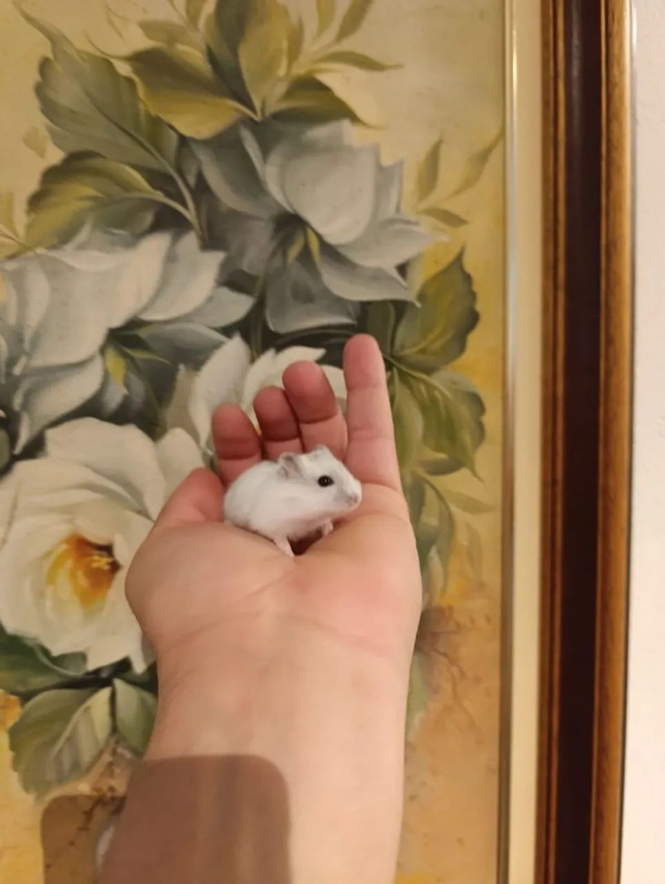 Hamster Anão Russo  - Foto 3
