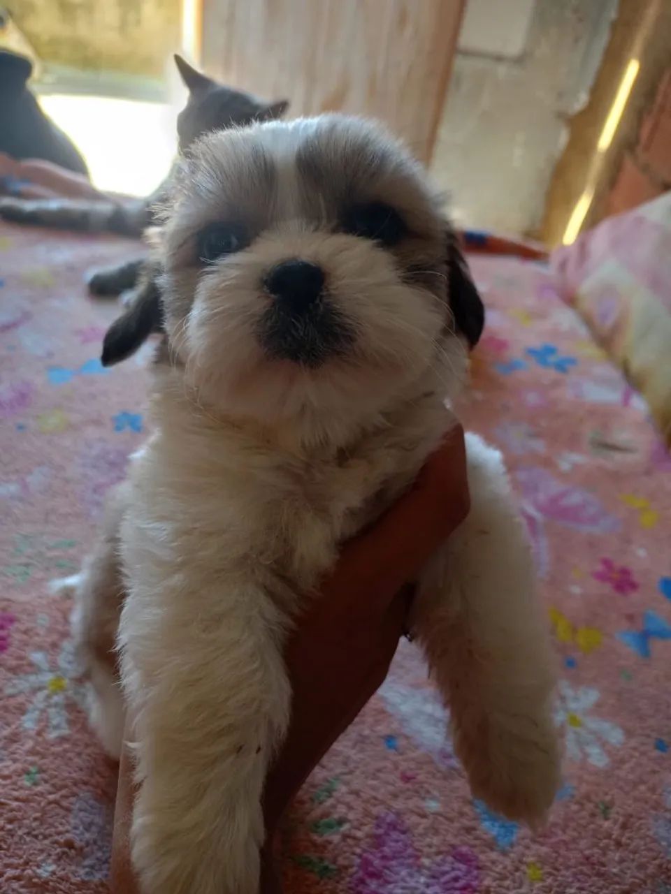 Shitzu  - Foto 3