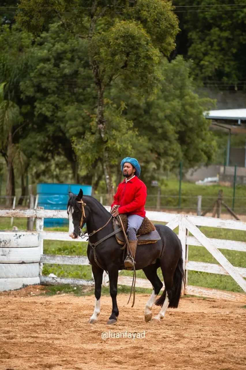 Égua Crioula, 5 anos. Boa e mansa de criança montar! - Foto 6