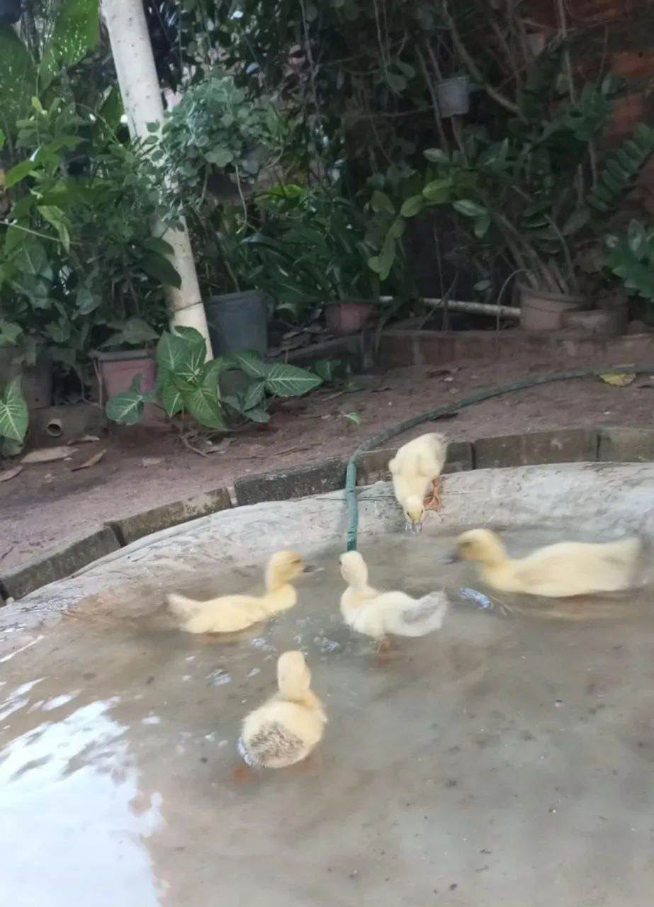 Patos com 35 dias - Prontos para criação - Foto 2