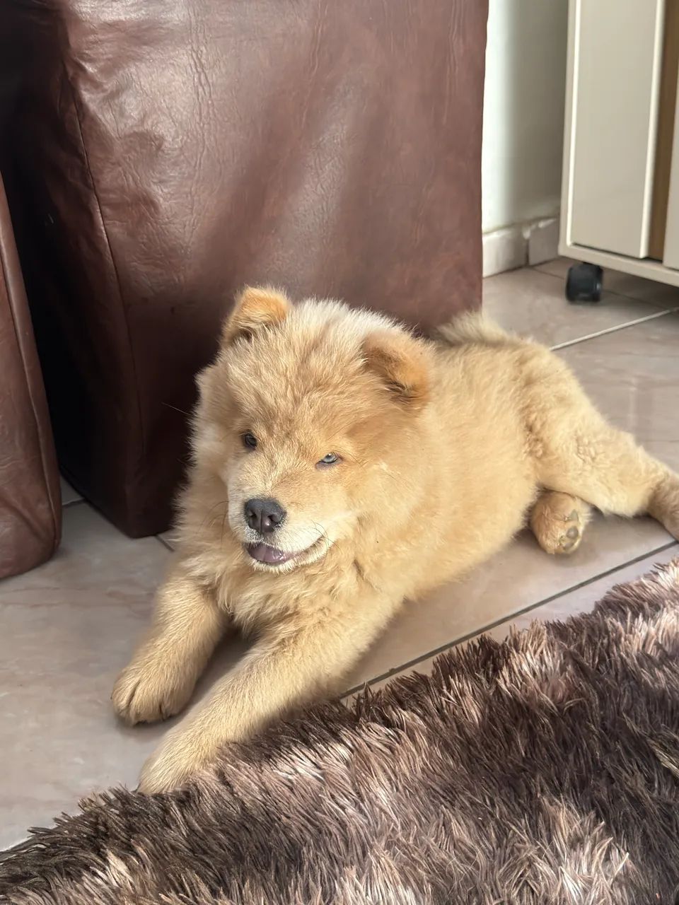 Chow chow macho a venda  - Foto 5
