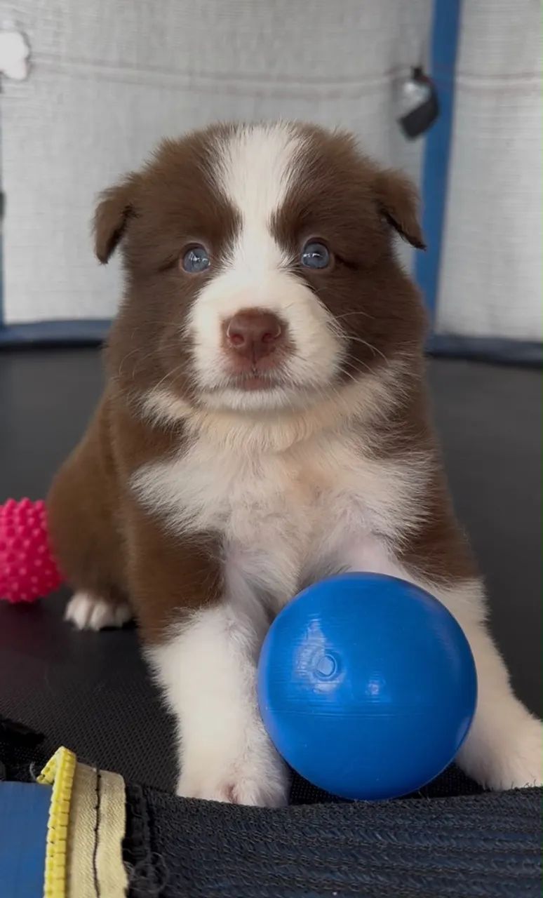 Border Collie (Macho e Fêmea) - Foto 5
