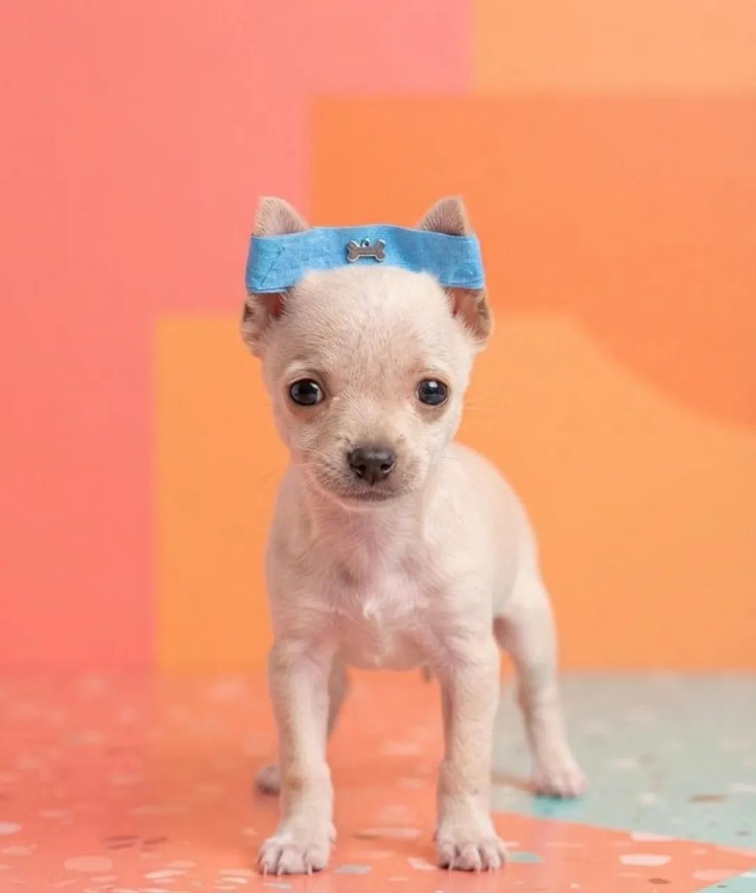 Pinscher Companheiro Ideal