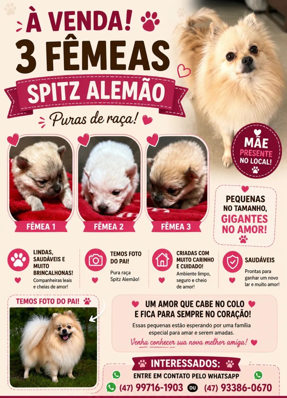 Spitz Alemão 