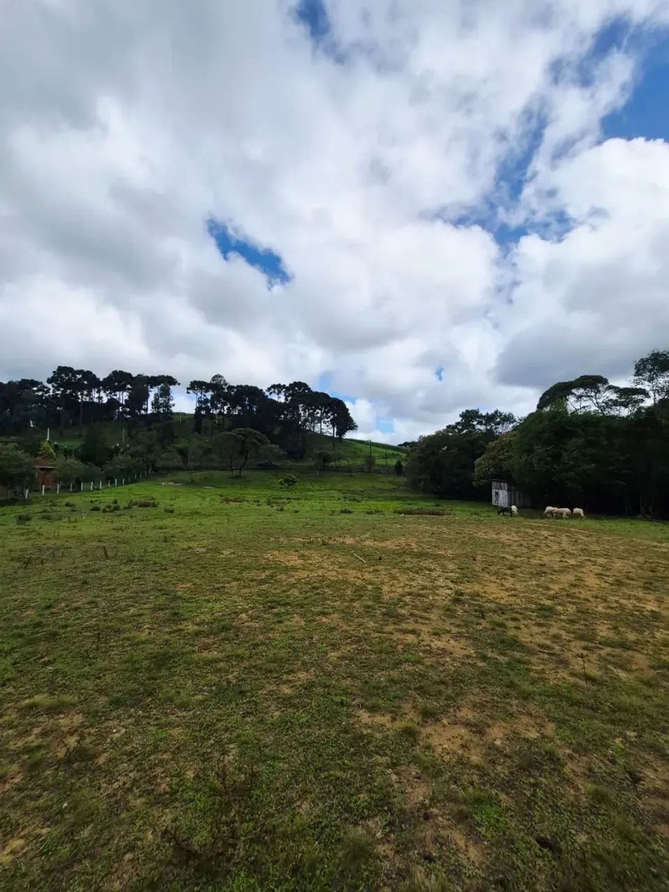 Excelente terreno para chácara em Campo Alegre - Foto 3