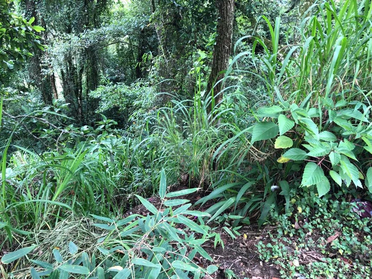 Terreno à venda em Barreiro - SP - Foto 2