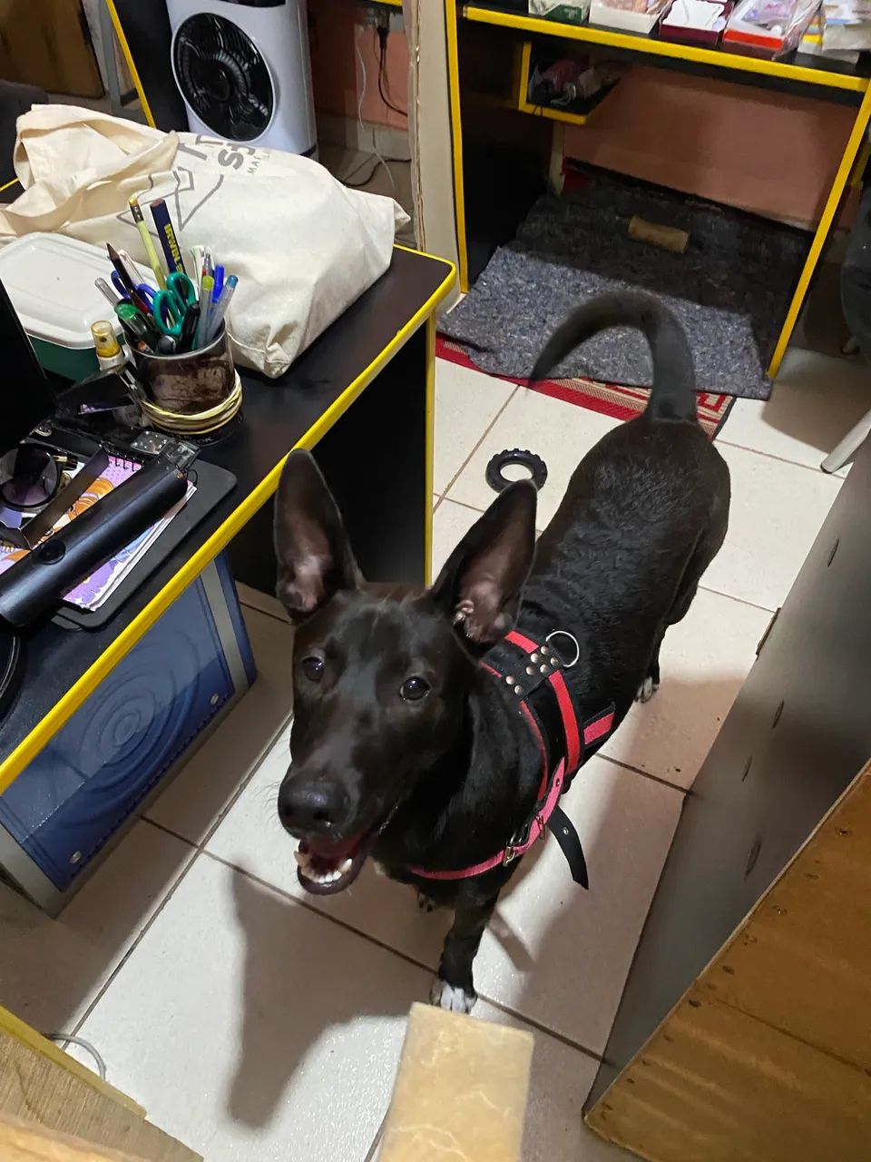 Doação responsável Cachorro Macho 1 ano e 3 meses - Foto 2