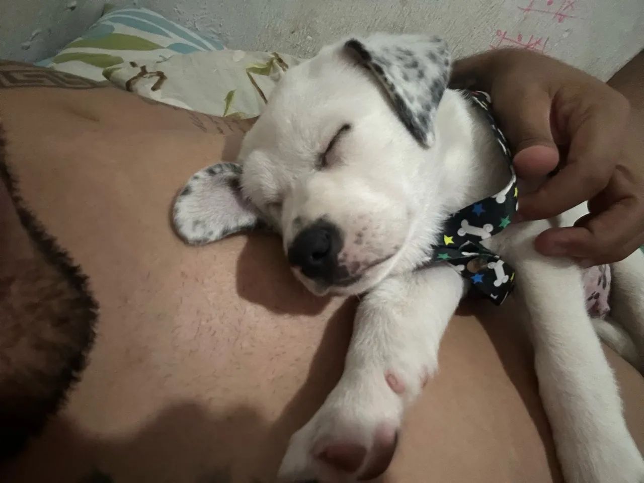 Vende LABRADOR