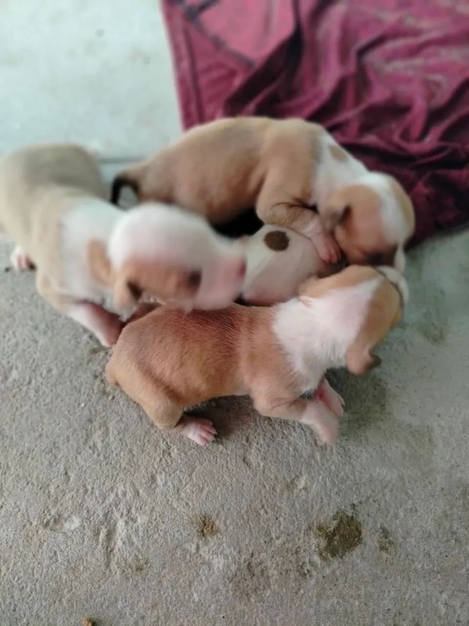 Pete's Pitbull  - Foto 4