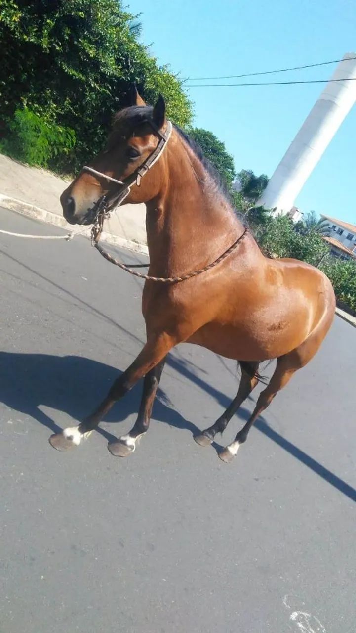 Cavalo Marchador para Venda 