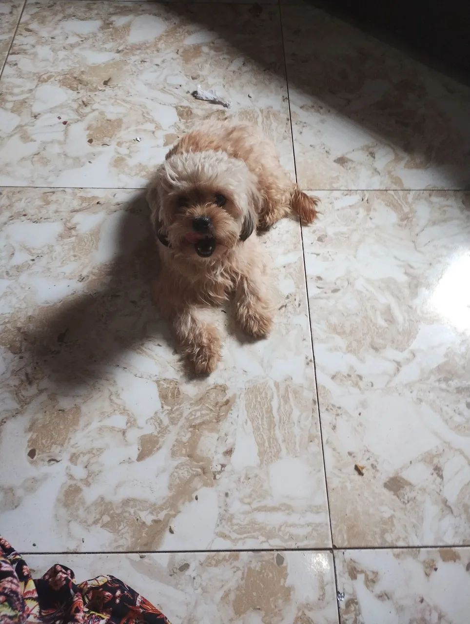 Vendo cachorro shih Tzu