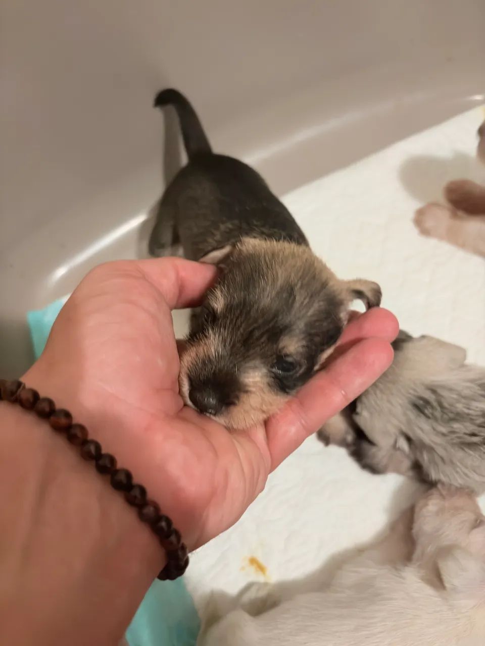 Filhotes Schnauzer  - Foto 5