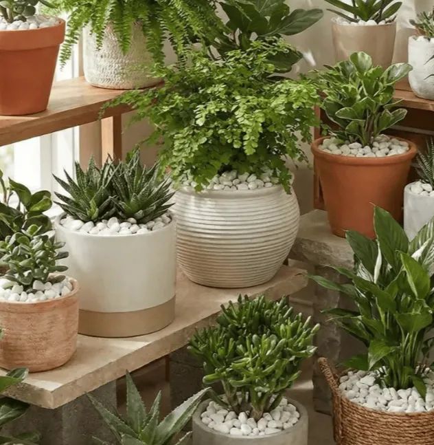 Pedras brancas decorativas - Foto 4